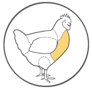 Chicken Anatomy - Koch Foods