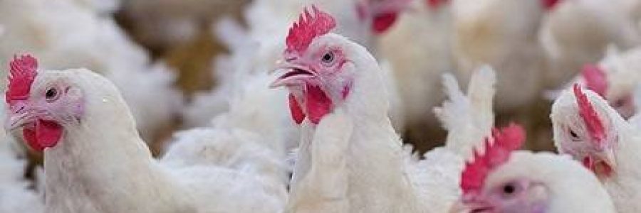 broiler-chickens-on-farm broiler-chickens-on-farm